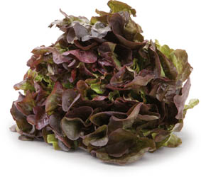 Salát dubový červený 180g+ čerstvý 1 ks