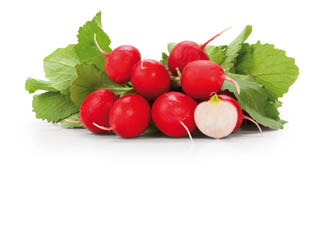 Ředkvičky červené s natí CZ čerstvé 1 ks svazek