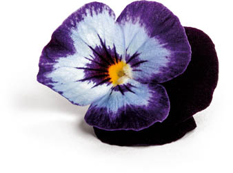 Jedlé květy Viola mix 6 g