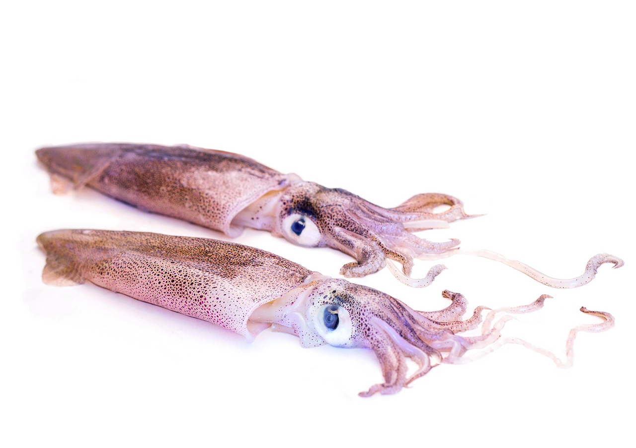 Kalamáry Patagonské chlaz. váž. 20 - 30 ks/ kg