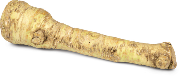 Křen 30 mm+ čerstvý 3 kg karton