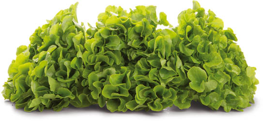 Salát dubový zelený 200g+ I. čerstvý 1 ks