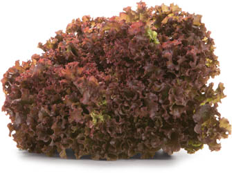 Salát Lollo Rosso 120 g+ čerstvý 1 ks