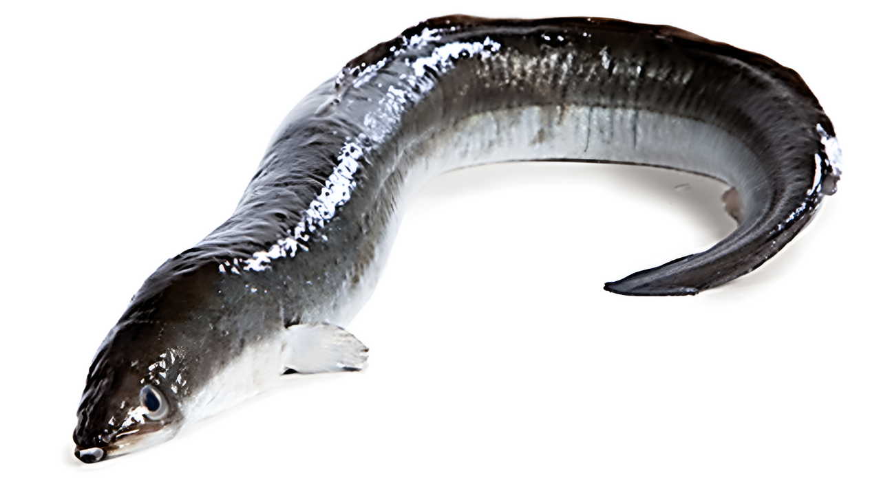 Úhoř americký chlaz. cca 600 g