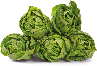 Salát Little Gem zelený I. čerstvý 2 ks