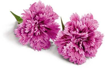 Jedlé květy Hvozdík 23 g vanička