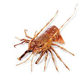 Langusta Karibská celá mraž. 520 - 575 g