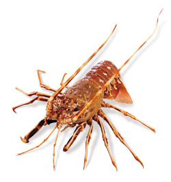 Langusta Karibská celá mraž. 2 - 2,5 kg