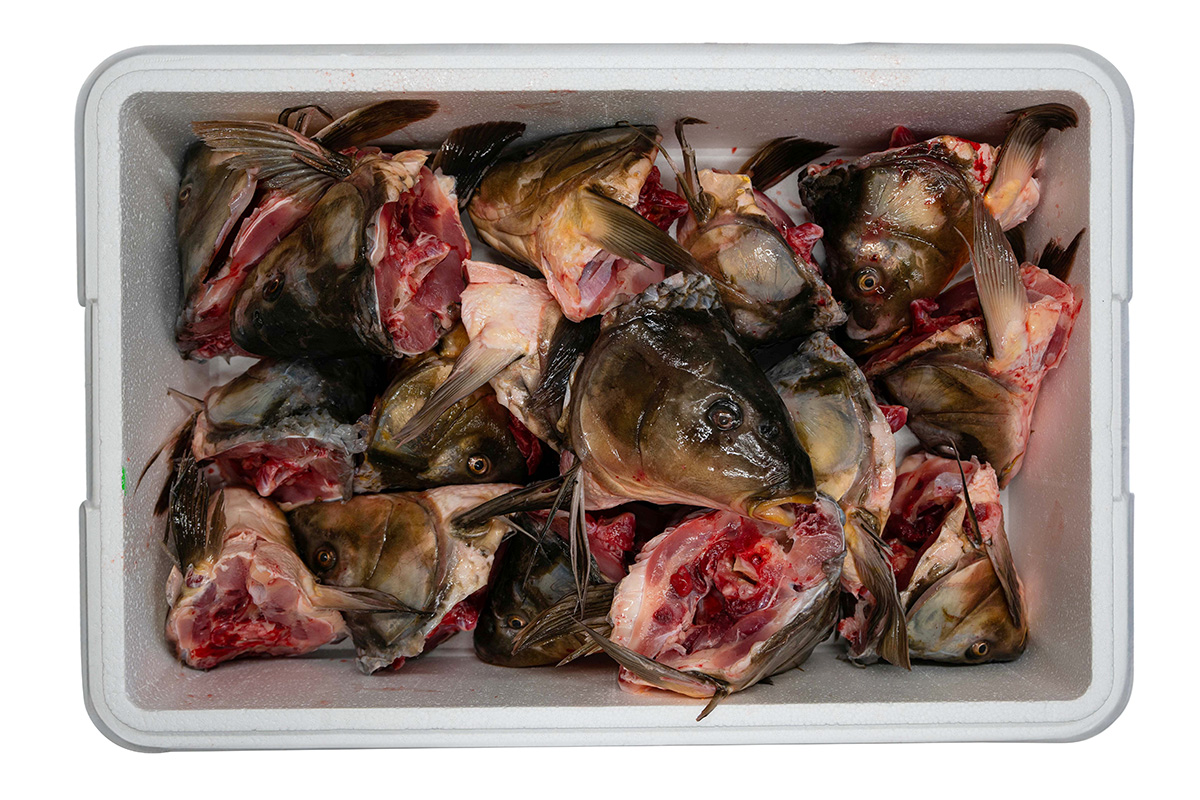 Kapr obecný hlavy chlaz. cca 1 kg