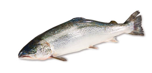 Losos obecný chlaz. 2 - 3 kg