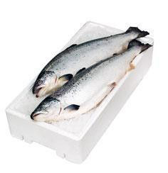 Losos chlaz. váž. cca 4 - 5 kg