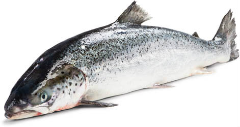 Losos chlaz. váž. cca 5 - 6 kg