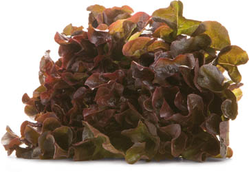 Salát dubový zelený 200g+ čerstvý 1 ks