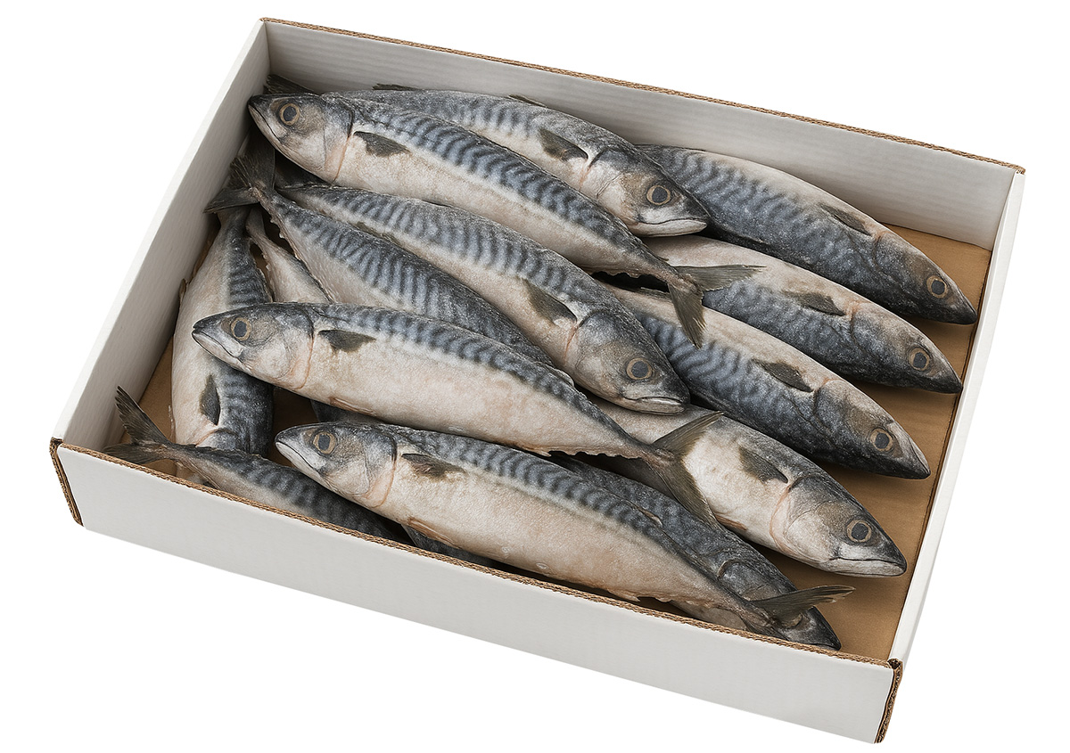 Makrela nekuchaná (300 - 500 g) mraž. 20 kg