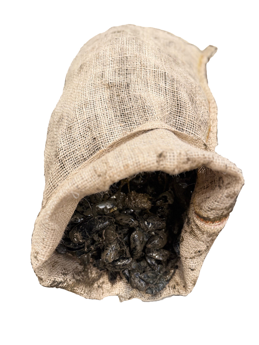 Slávka jedlá nepraná 10 kg