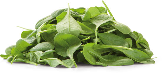 Špenát 500 g vanička