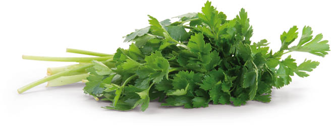 Petržel hladkolistá 1 kg
