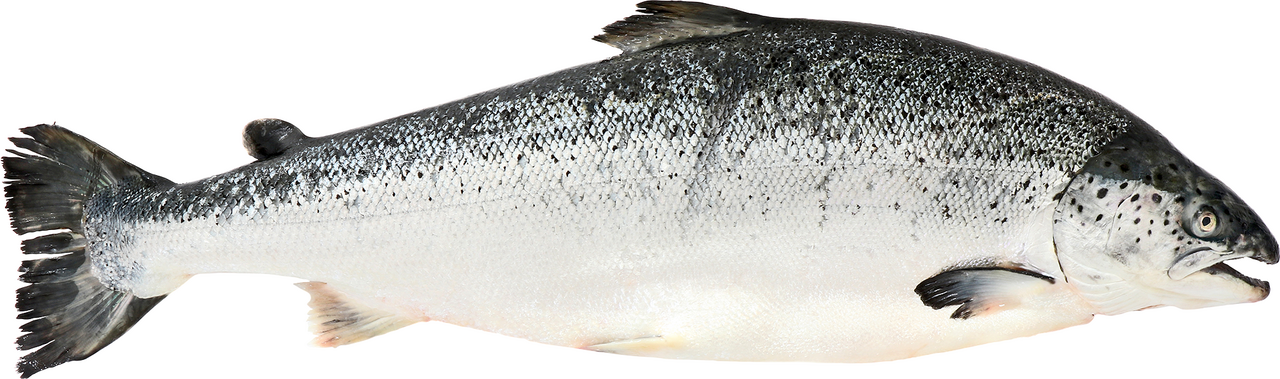 Losos celý Faerské ostrovy GGN chlaz. 6 - 7 kg