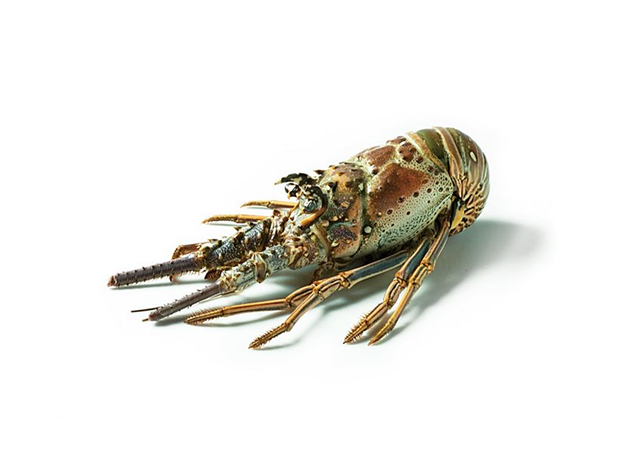 Langusta celá syrová mraž. 460/ 520 g