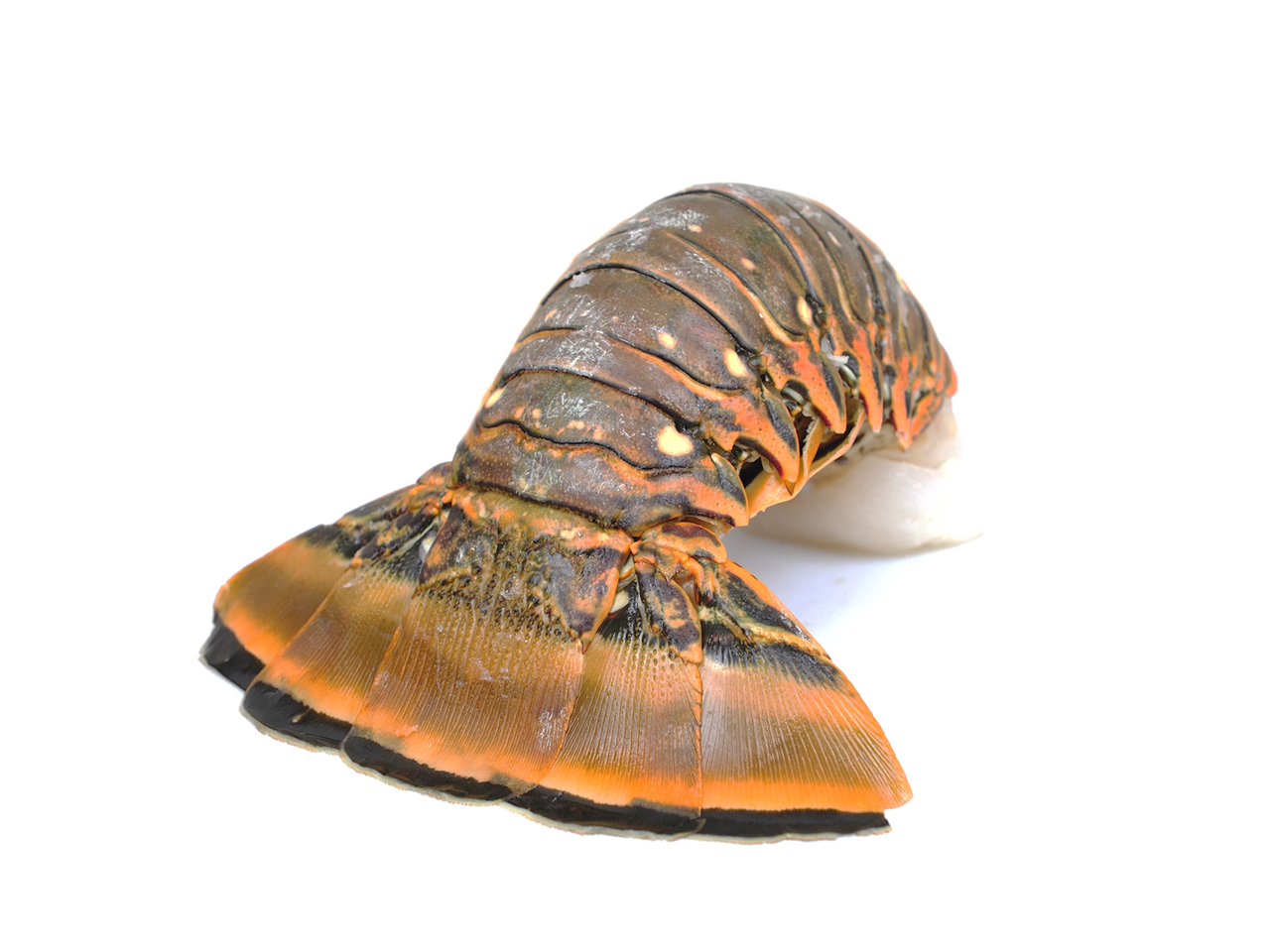 Langusta ocasy mraž. 450/ 560 g