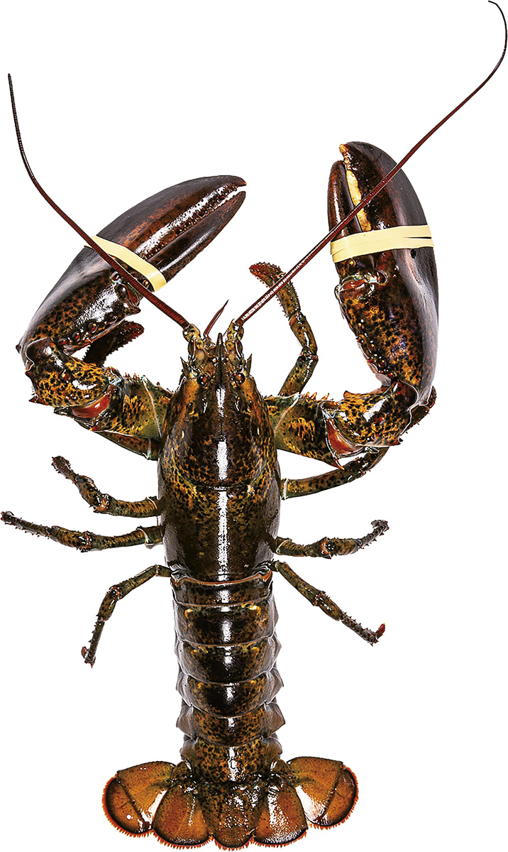 Humr americký Jumbo chlaz. 1,3 - 1,8 kg