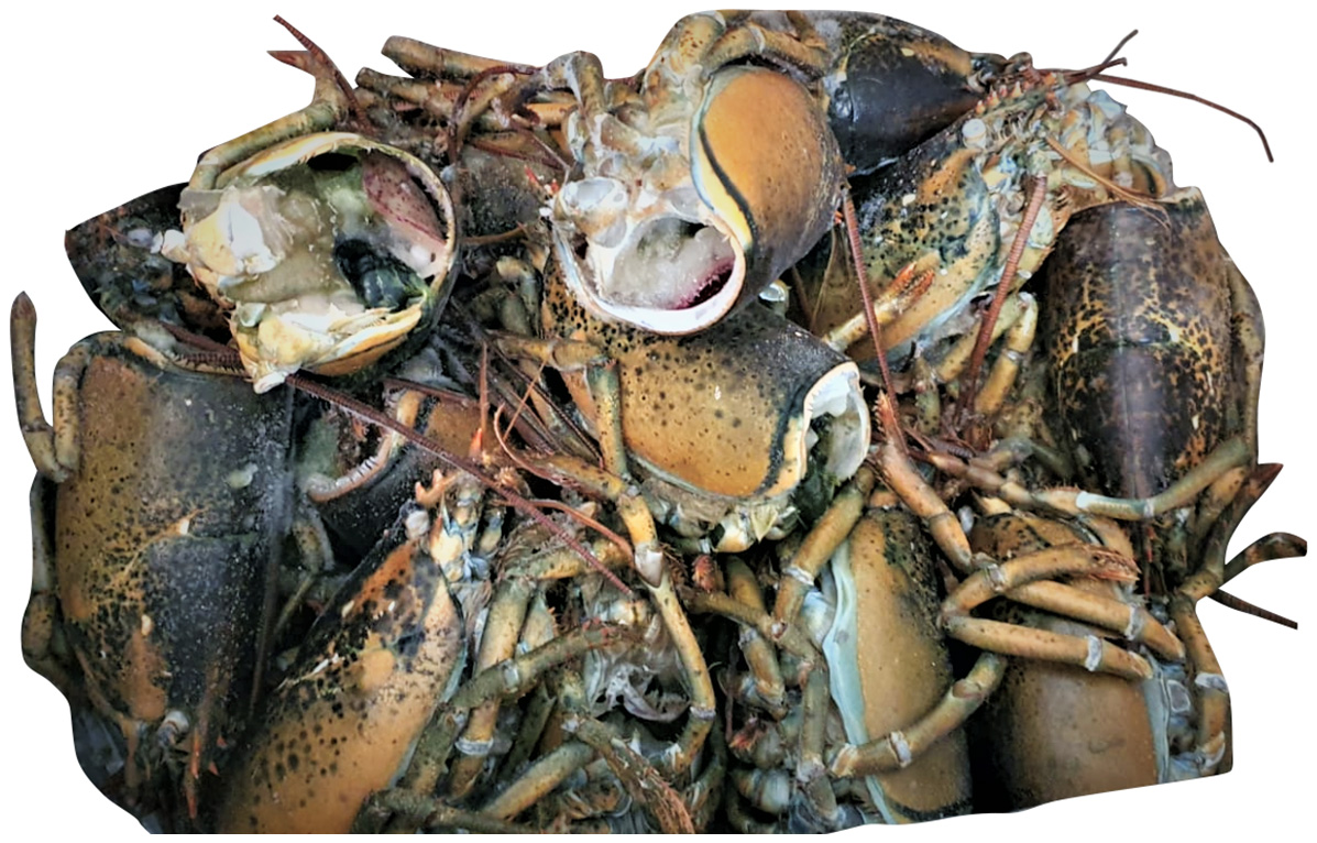 HUMR AMERICKÝ SKELETY 11,3 KG