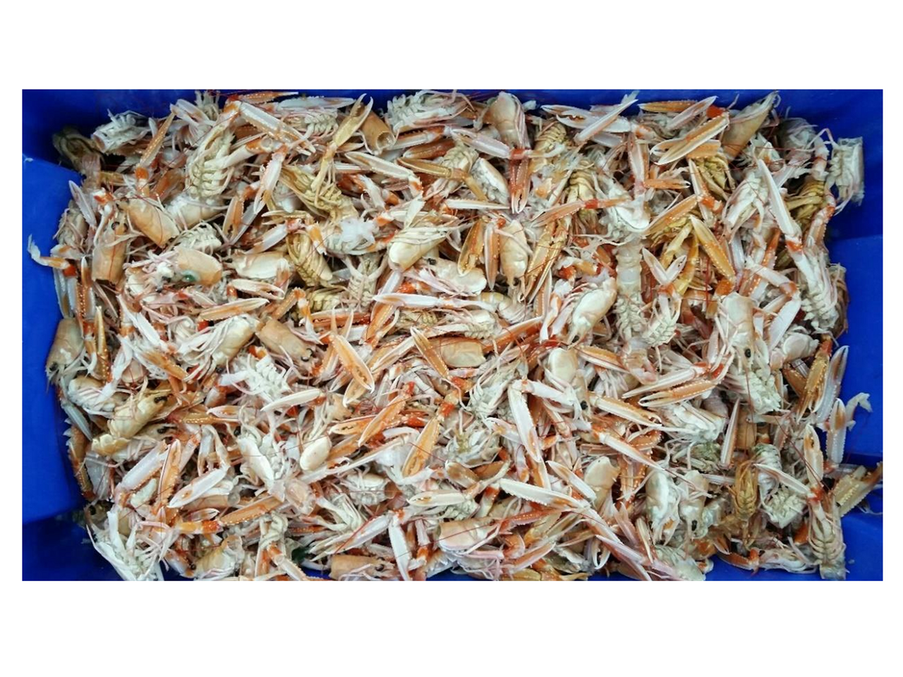 HUMR SEVER KLEP. A HLAVY 5 KG