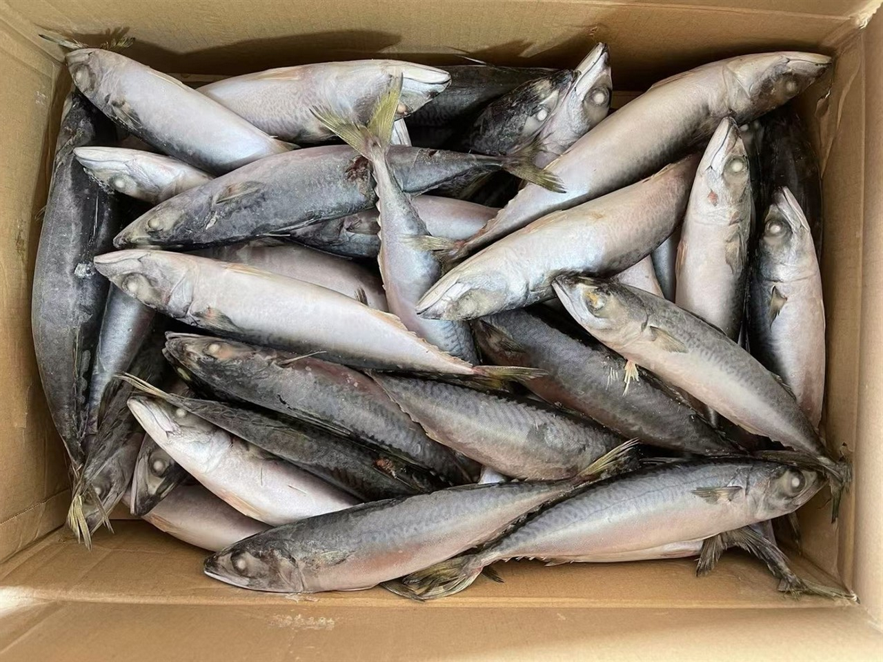 Makrela kuchaná mraž. cca 3 kg