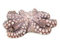 Chobotnice obecná chlaz. váž. cca 2,7-3,6 kg 