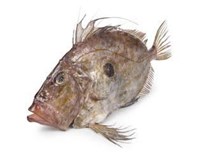 Ryba sv. Petra chlaz. váž. 1x cca 0,8-1 kg