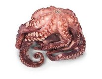 Chobotnice obecná vařená chlaz. váž. 1x cca 0,5-1 kg 