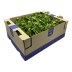 Petersilie glatt 1kg