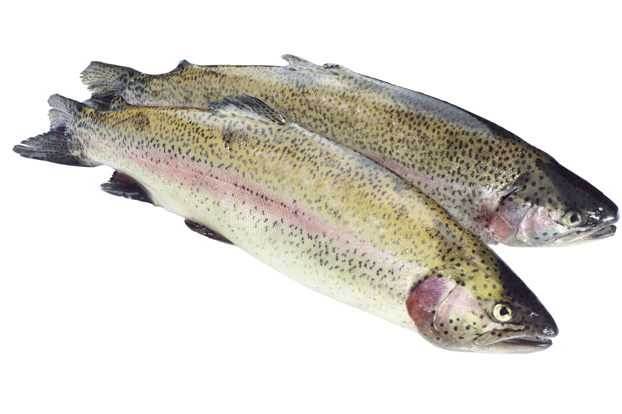 Forelle Rot ausgenommen mit Kopf ca. 500 - 600 g - je kg