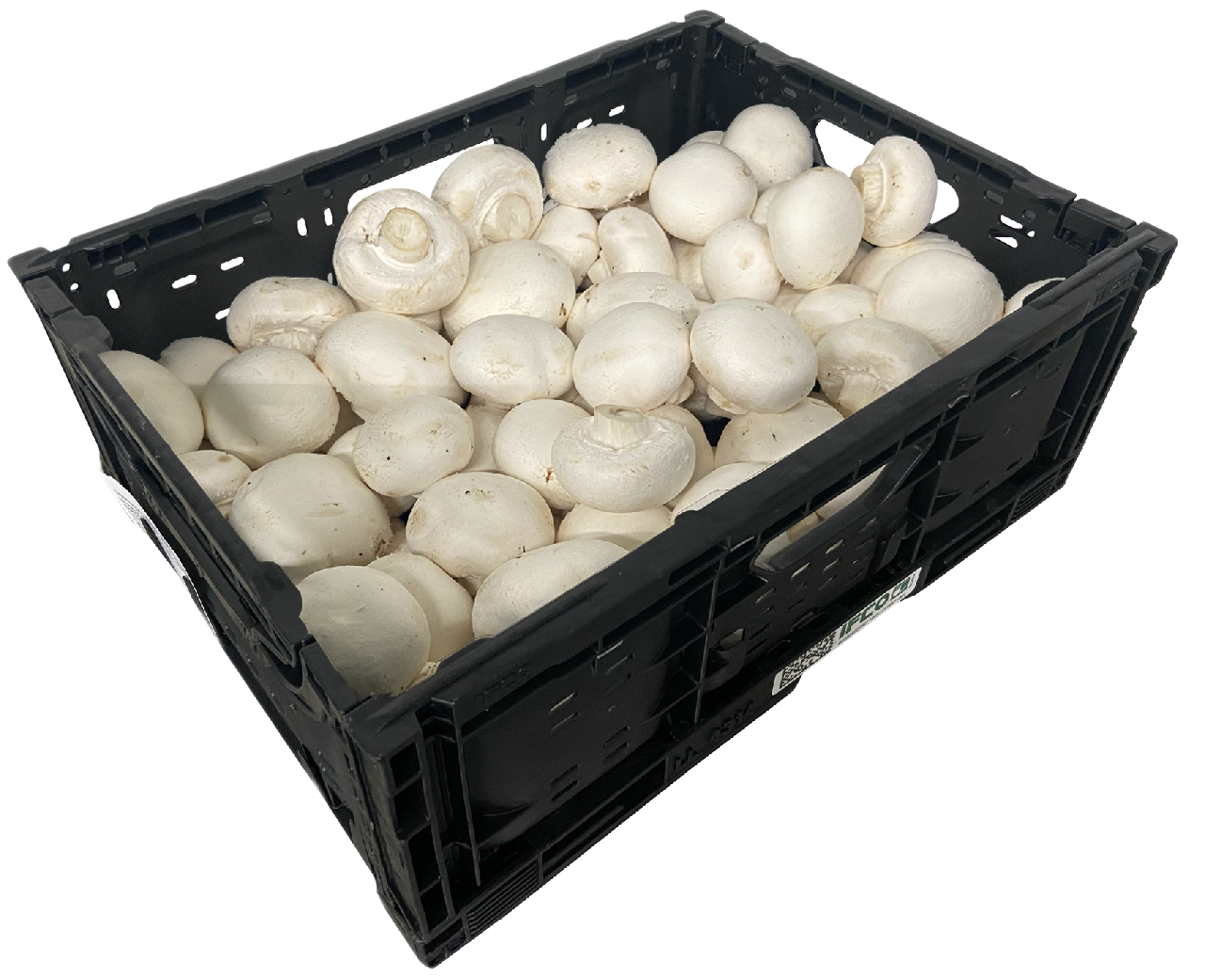 Champignon weiss Mittel 4kg