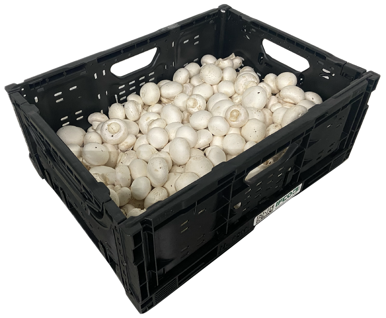 Champignon weiss klein 4kg