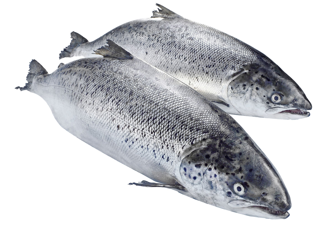 METRO Chef Bömlo Lachs ausgenommen mit Kopf ca. 3 - 4 kg - je kg