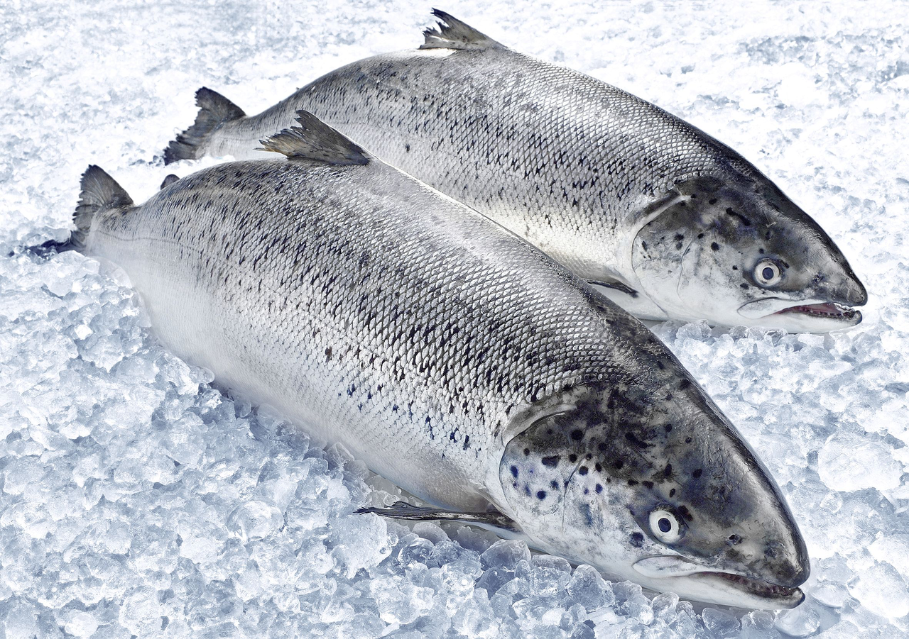 METRO Chef Bömlo Lachs ausgenommen mit Kopf ca. 4 - 5 kg - je kg