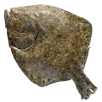 Steinbutt, ausgenommen mit Kopf, gekühlt, ca. 0,5 - 1 kg