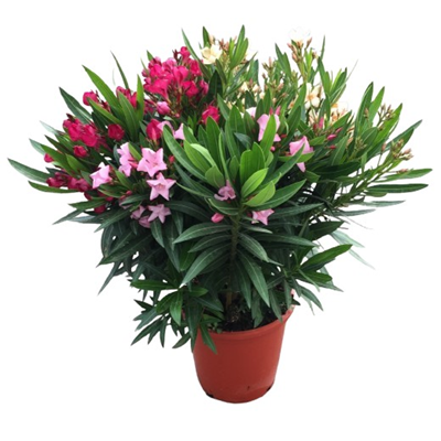 Nerium Oleander Tricolor - 10 kg Topf | METRO