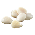 METRO Chef MSC Kammmuschelfleisch tiefgefroren 20/30 - 1 kg Beutel