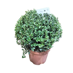 Ilex Crenata H: 50 - 60 cm
