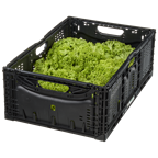 Salat Lollo Bionda lose Kiste