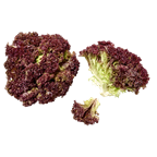 Salat Lollo Rosso lose Kiste