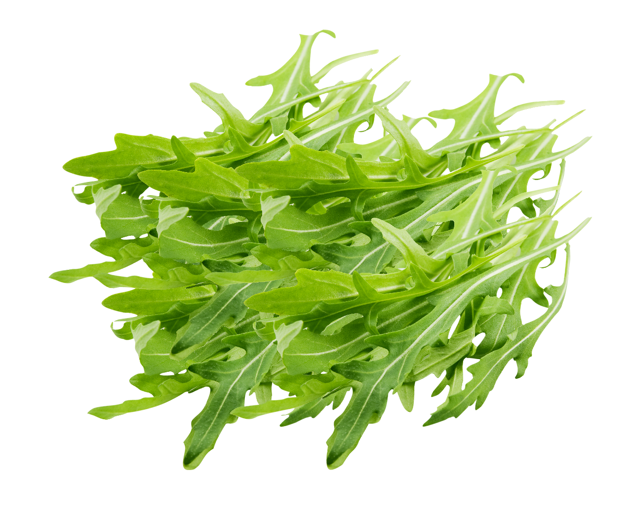 METRO Chef Bio Rucola Italien - 300 g Beutel