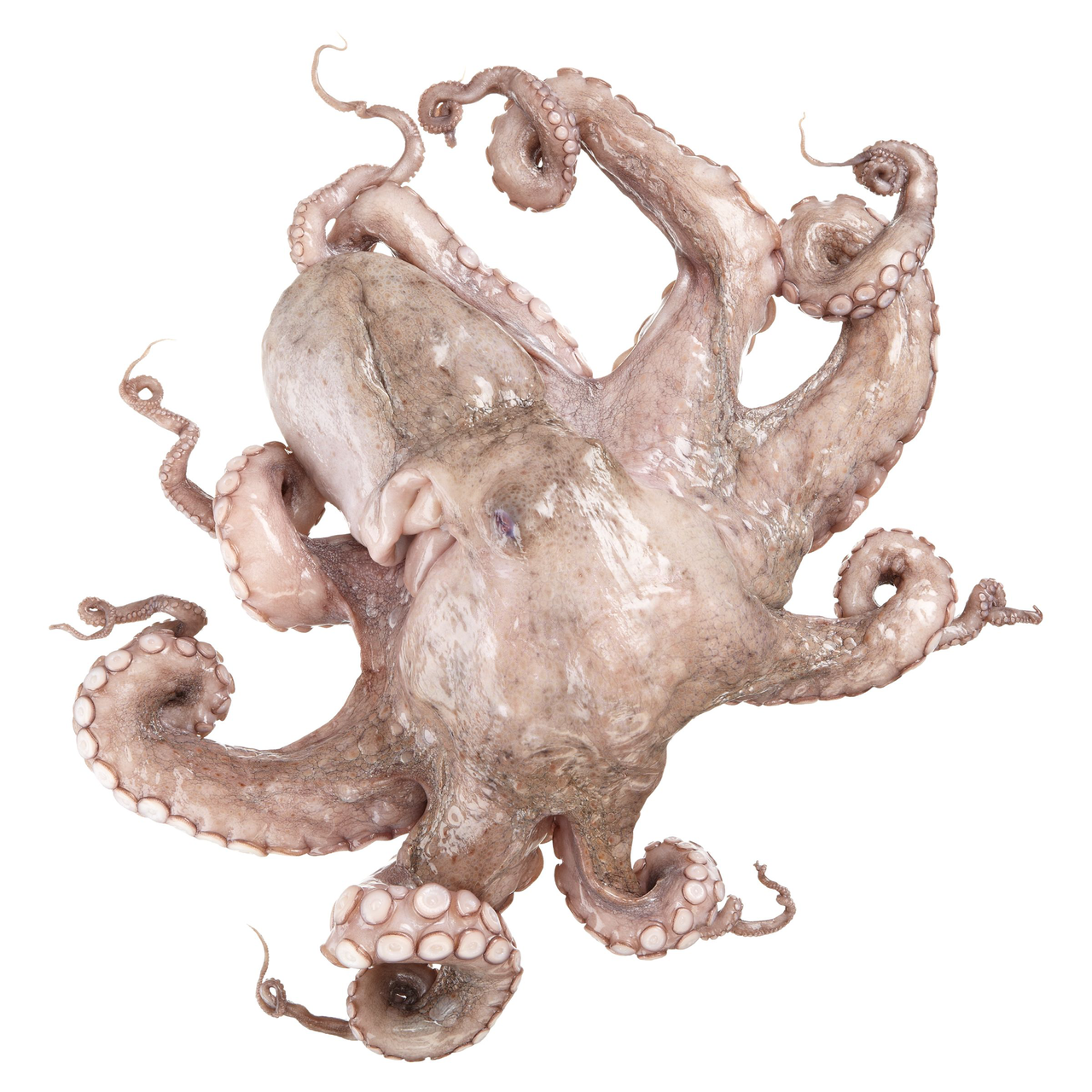 Pulpo geputzt 1 kg+ - je kg