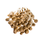 Shimeji Buchenpilz Braun China - 150 g Schale