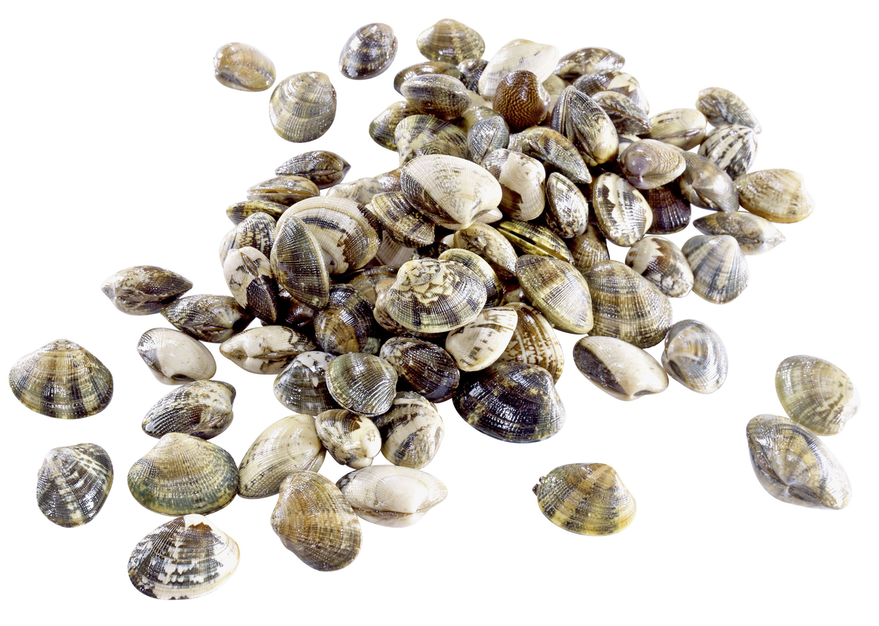 Teppichmuscheln Vongole ca. 85 Stück - je kg