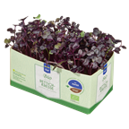 METRO Chef Bio Rote Rettich Kresse Deutschland - 40 g Schachtel