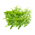 Rucola ungebündelt 1kg