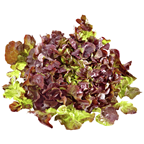 Eichblattsalat rot gepackt Stück